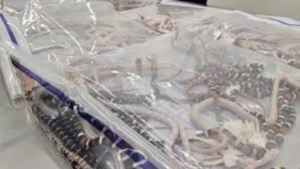 Sujeto intent&oacute; traficar m&aacute;s de 100 serpientes escondidas en su pantal&oacute;n