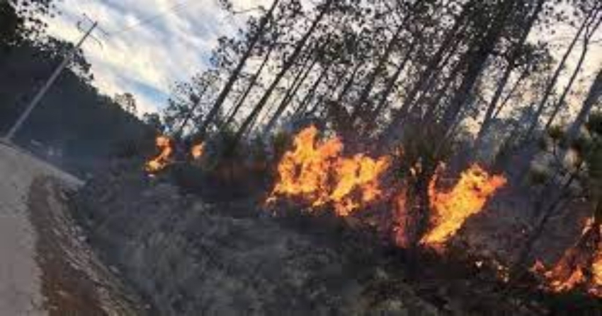 Se incendia la sierra de Miquihuana; van 15 hectáreas afectadas