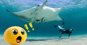 Nueva especie de mantarraya es descubierta en el Golfo de México