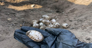 Rescatan 14 huevos de tortuga pavo real en isla de Altamira