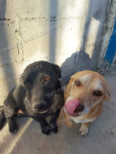 CUENTA ALBERGUE MUNICIPAL CON 15 MASCOTAS RESCATADAS LISTAS PARA SER ADOPTADAS