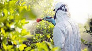 Productores &lsquo;brincan&rsquo; ante prohibici&oacute;n del uso de plaguicidas