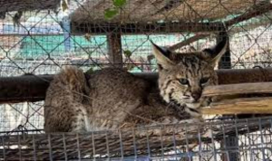 Mantienen bajo observaci&oacute;n tres especies de animales salvajes rescatadas en Victoria y Padilla