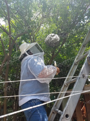 APOYA GOBIERNO MUNICIPAL EMPRENDIMIENTO DE APICULTORES CON ENJAMBRES RESCATADOS