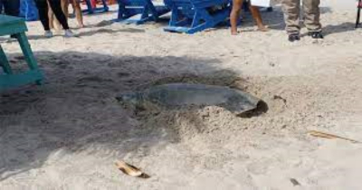 Desovan tortugas Lora en Miramar