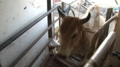 VIDEO Baja exportaci&oacute;n de ganado 70 por ciento en Nuevo Laredo
