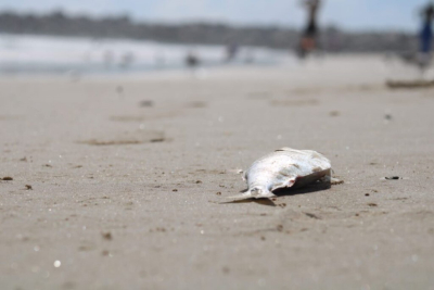 Reportan peces muertos en Playa Miramar