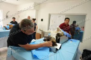 IMPULSA GOBIERNO MUNICIPAL ACCIONES PARA EL BIENESTAR ANIMAL