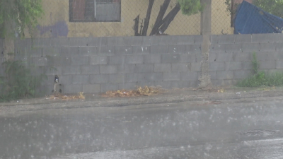 VIDOE Lluvias salvan a ganaderos de la sequ&iacute;a
