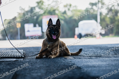 Patrulla Fronteriza del Sector Laredo incauta metanfetamina en el Check Point