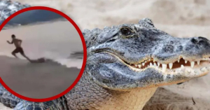 Cocodrilo ataca a joven turista en playa de Puerto Vallarta