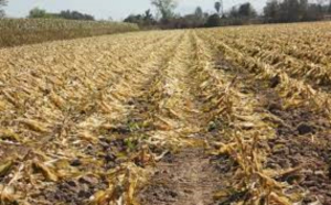 Sequ&iacute;a fulmin&oacute; m&aacute;s de 24 mil hect&aacute;reas de ca&ntilde;a