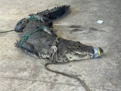 Descartan que hombre atacado por cocodrilo pierda su pierna