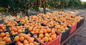 Auguran buena producci&oacute;n de naranja para el 2025