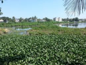 Se queda sin agua Laguna Nuevo Amanecer
