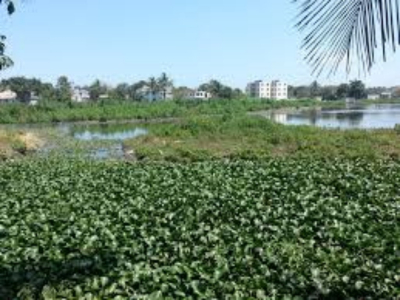 Se queda sin agua Laguna Nuevo Amanecer