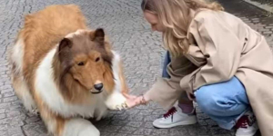Hombre que gast&oacute; millones para verse como un perro collie sale a la calle por primera vez