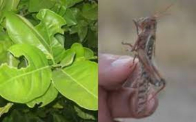 &ldquo;Aplacan&rdquo; la plaga de langosta en Hidalgo, Tamaulipas