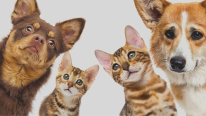 Perros y gatos ya no podr&aacute;n ser vendidos en Nuevo Le&oacute;n