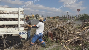 Medio ambiente ha recolectado 236 toneladas de ramas tras tormenta