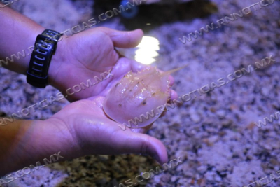 TIENE ACUARIO DE NUEVO LAREDO NUEVAS ESPECIES  EN EXHIBICI&Oacute;N