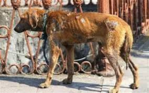 Tamaulipas, sin sentencias por maltrato animal