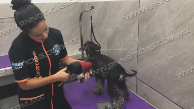 Buscan detonar turismo de salud animal