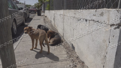 Hay m&aacute;s de 45 mil perros callejeros en Nuevo Laredo