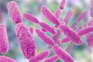 Alerta epidemiológica por la bacteria Klebsiella oxytoca en EdoMex