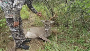 Se acorta temporada de caza del venado cola blanca; ANGADI