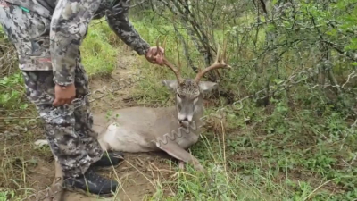 Se acorta temporada de caza del venado cola blanca; ANGADI