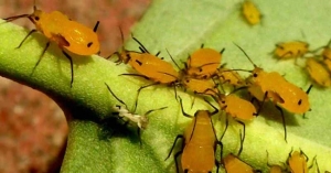 Alertan a agricultores de San Fernando sobre la presencia del Pulgón Amarillo