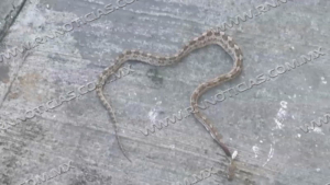 Alertan por animales ponzo&ntilde;osos; distribuyen ant&iacute;dotos en hospitales