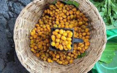 Termina la temporada de jobito en el sur