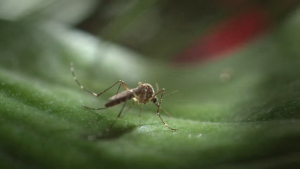 VIDEO Vectores prioriza trabajo contra el dengue en colonias con altos índices de casos probables