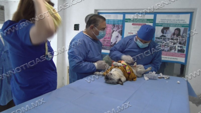 Campa&ntilde;as de esterilizaci&oacute;n combaten sobrepoblaci&oacute;n de perros y gatos en Nuevo Laredo
