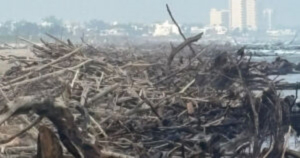 Palizada sigue arribando a playa Miramar; continúa limpieza diaria