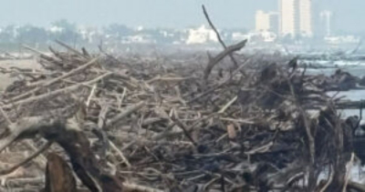 Palizada sigue arribando a playa Miramar; continúa limpieza diaria