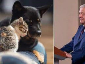 AMLO informa que presentar&aacute; una reforma para prohibir el maltrato animal