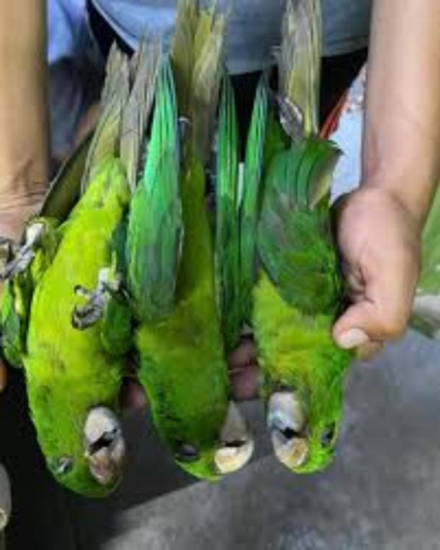 Mueren aves por altas temperaturas