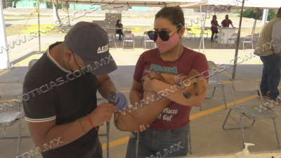 Piden atenci&oacute;n en mascotas para prevenir plagas de pulgas, garrapatas y rabia