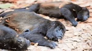 &iquest;Por qu&eacute; han muerto m&aacute;s de 100 monos saraguatos en Chiapas y Tabasco?