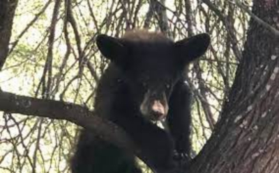 Oso asegurado en Padilla est&aacute; en peligro de extinci&oacute;n