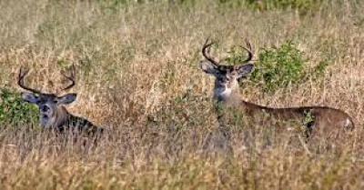 Extranjeros &lsquo;se apuntan&rsquo; para la cacer&iacute;a deportiva en Tamaulipas