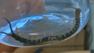 VIDEO Disminuye presencia de víboras, arañas y alacranes por temporada de otoño