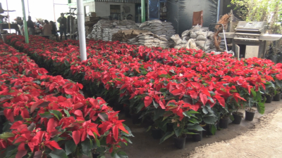 VIDEO Viveros se preparan con 10 mil plantas de Flor de Nochebuena para venta