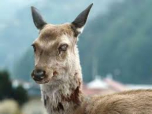 Dos cazadores mueren a causa del &lsquo;ciervo zombie&rsquo;