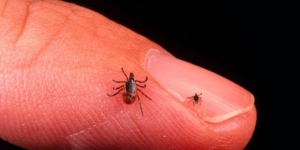 13 muertos deja enfermedad transmitida por garrapatas en Chihuahua