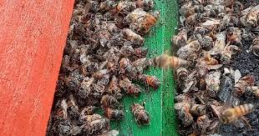 Ola de calor provoca mortandad de abejas