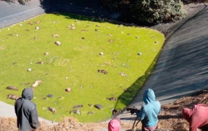 Hallan m&aacute;s de 100 perros muertos en laguna t&oacute;xica de Amecameca